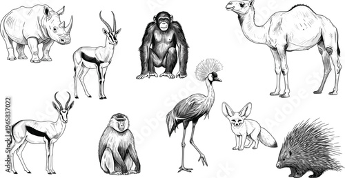 Wildlife Vector Set with Black-and-White Illustrations of Rhino, Antelope, Chimpanzee, Camel, Baboon, Ostrich, Fennec Fox, Porcupine, and Other Animals for Educational, Web, Apps, and Print Designs