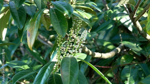 Flowering Prunus laurocerasus. Cherry laurel tree