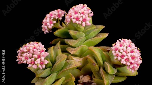 Succulent Blossoms. Opening Beautiful Succulent Flowers on Black Background. Time Lapse. 4K.