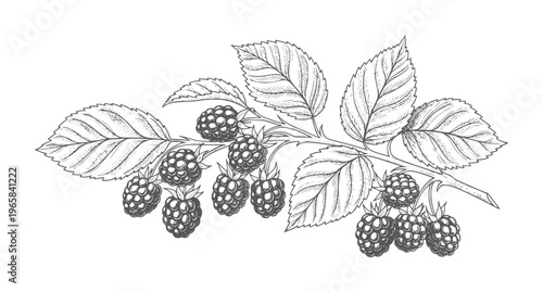 Blackberries a thorny branch with leaves in a style blackberry fruit leaf