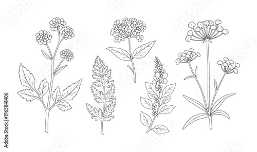Five line of various flowering plants and leaves leaf botanical outline