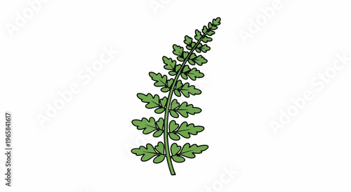 Green fern frond with compound leaves