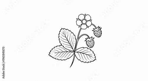 Delicate line art captures a wild strawberry plant with a blossom and two fruits
