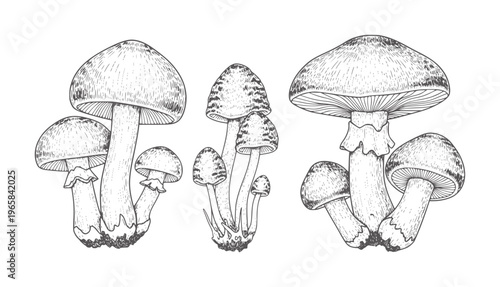 Three distinct groups of black and white mushroom fungi nature botanical wild