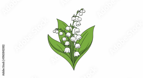 Delicate white bell-shaped flowers on green stems and leaves