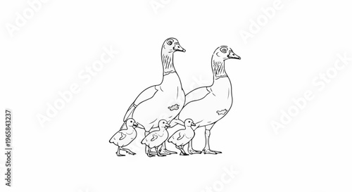 A line drawing shows two adult geese with four young goslings walking in a line