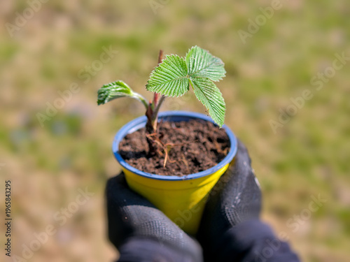 Gloved Hands Holding Strawberry Seedling in Yellow Pot, Spring Garden Transplanting and Sustainable Horticulture, Nurturing Starter Plant Detail