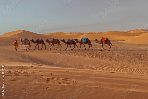 Camel driver and dromedaries traversing the Erg Chebbi sand dunes at sunset while on their way from the town to the desert camps. Merzouga-Morocco-181
