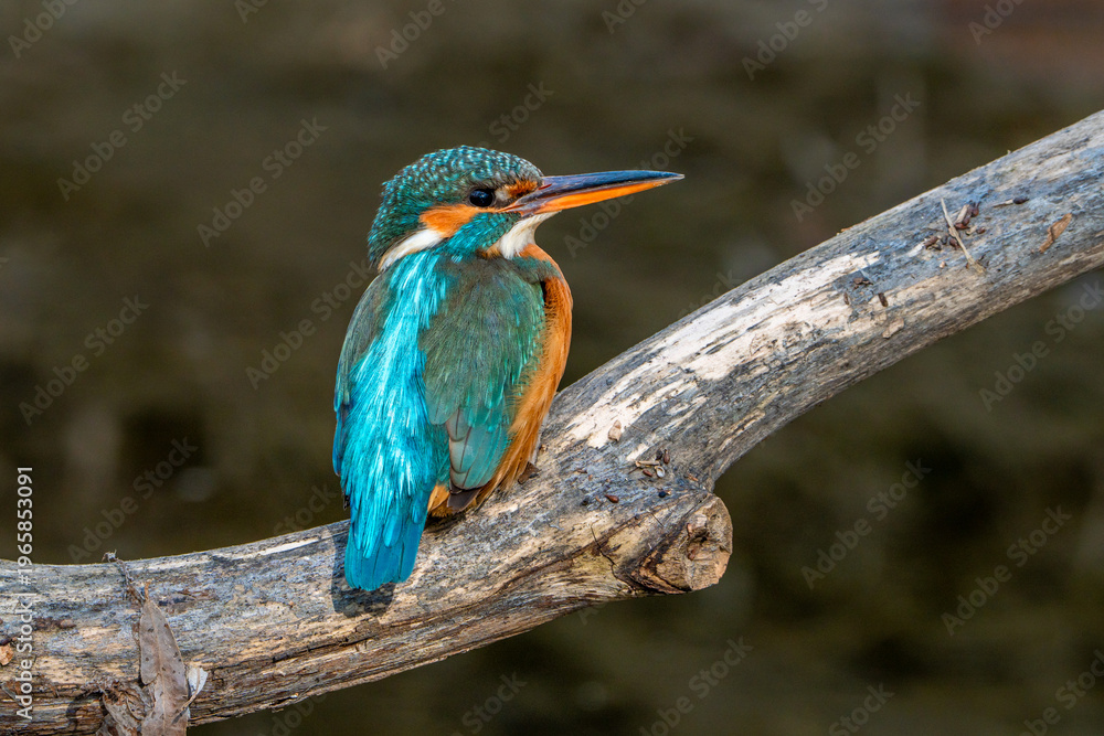 Fototapeta premium Kingfisher.