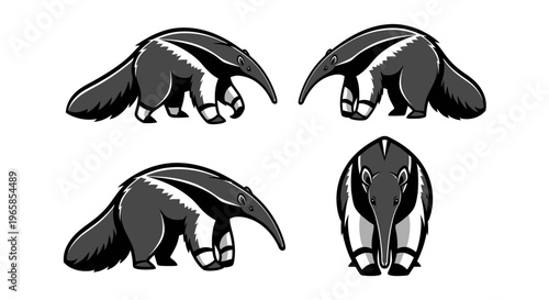 Anteater Vector Illustration Set - Four Unique Poses of the Animal.