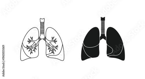 Vector graphic illustration of human lungs with trachea and bronchi