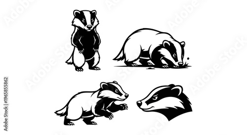 Detailed Badger Illustrations - A Study in Black and White.