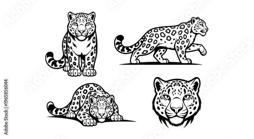 Detailed Leopard Illustrations - A Collection of Striking Feline Poses.