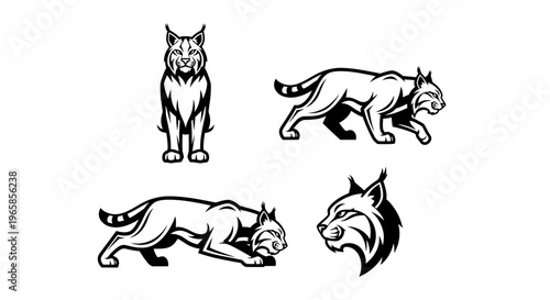 Detailed Lynx Illustrations - Standing, Crouching, and Head Profile.
