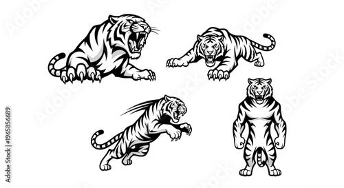 Dynamic Tiger Illustrations - A Collection of Powerful Feline Poses.