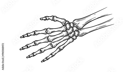 Human hand skeleton illustration