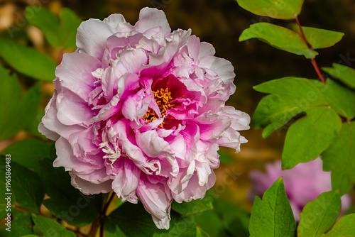 Pink Paeonia Suffruticosa Peony Flowers Blooming in a Garden During Spring Season