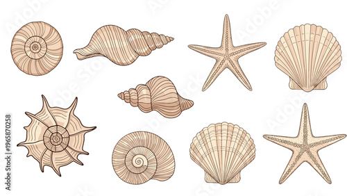 Set of detailed hand drawn seashell and starfish sketches captures various marine species in a realistic vintage style.
