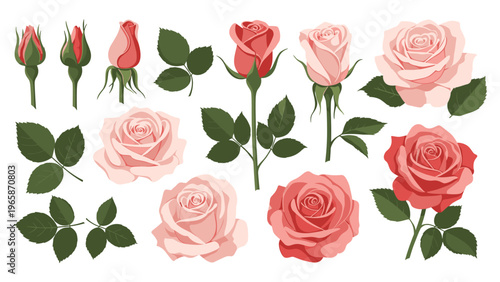 Beautiful collection of red and pink rose flowers in various stages of bloom with green leaves isolated on a clean white background.