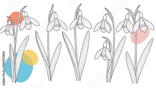 Elegant line art illustration of spring snowdrop flowers with artistic pastel color blobs on a clean and simple white background.