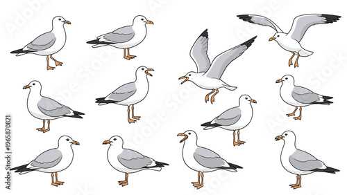 Detailed set of seagull characters in various natural poses such as flying standing and walking isolated on a clean white background.