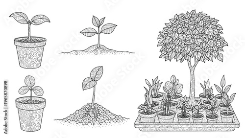 Detailed black and white engraving style illustration showing various stages of plant growth from a tiny seedling to a mature tree.