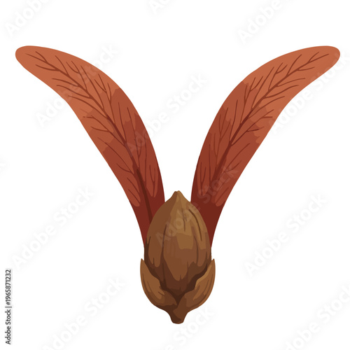 Illustration of dipterocarpus seed