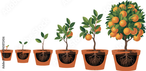 Isometric illustration showing six potted stages of orange tree growth from sprout to mature fruit‑bearing plant with roots, leaves, and ripe oranges