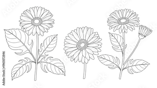 Hand drawn daisy flowers with leaves in black and white line art style for botanical studies and decorative coloring activities.