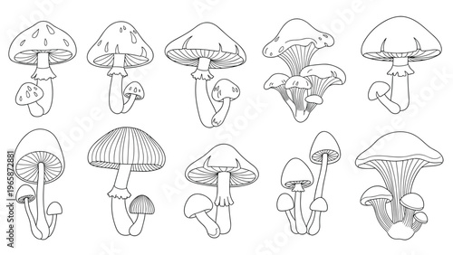 Collection of various mushroom species in black and white line art style for botanical identification and woodland nature studies.