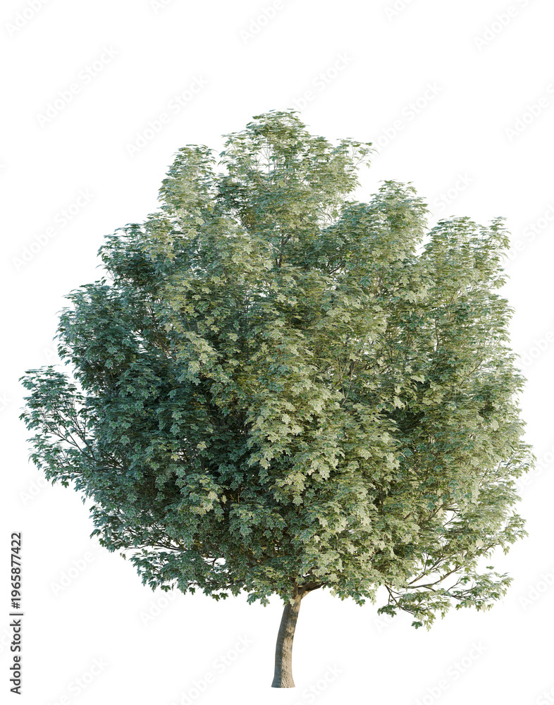 Fototapeta premium Acer platanoides tree, elevation, front view, cutout, transparent background, isolate, Detailed close-up of a green tree branch with vibrant foliage and intricate leaf texture.