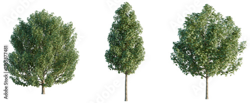 Acer platanoides tree, elevation, front view, cutout, transparent background, isolate, Majestic oak tree with lush green foliage and strong trunk, nature scene, detailed close-up