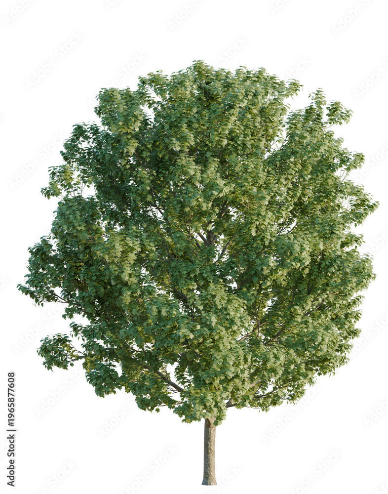 Fototapeta premium Acer saccharum tree, elevation, front view, cutout, transparent background, isolate, Detailed Birch Tree with Realistic Bark Texture, Perfect for Natural Scenery and Design Elements