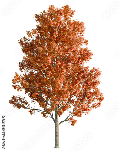Acer saccharum tree, elevation, front view, cutout, transparent background, isolate, Autumn Maple Tree Branch with Vibrant Red Leaves, Detailed Foliage, Nature Close-up