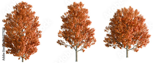 Acer saccharum tree, elevation, front view, cutout, transparent background, isolate, Detailed Autumn Maple Tree Leaves Close-Up, Vibrant Fall Colors, Natural Texture, High Resolution Image