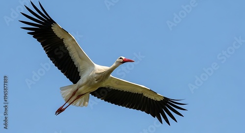 A magnificent white stork with black-tipped wings gracefully soars through a vast and clear vibrant blue sky.