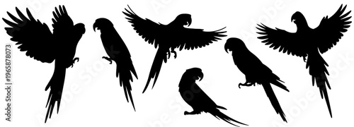 Parrot Silhouette Bird, Tropical macaw parrots flying in silhouette set against a white background, parrot silhouette, flying bird