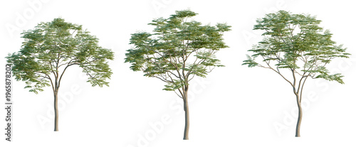 Sapindus mukorossi tree, elevation, front view, cutout, transparent background, isolate, Detailed Illustration of a Lush Green Tree with Intricate Branching and Foliage