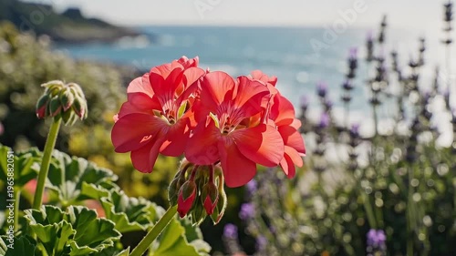 Vibrant Coral Geranium Flower in Soft Sunlight With Lavender Garden And Ocean Background