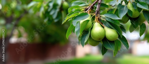 Pears hanging on a tree branch in a garden during late spring or early summer gathering food from sunlight
