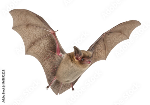 A brown bat with its wings spread wide isolated on transparent background flying through the air