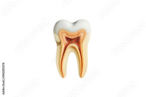 Human tooth cross-section showing internal dental anatomy on transparent background