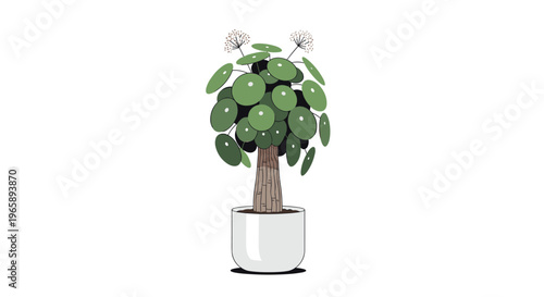 Pilea peperomioides or Chinese money plant with round green leaves sits in a simple grey pot on a clean white background.