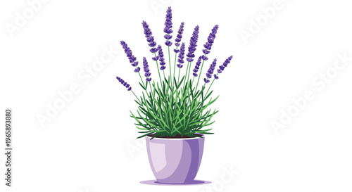 Fragrant lavender plant with tall purple flower spikes grows in a matching violet ceramic pot on a clean background.