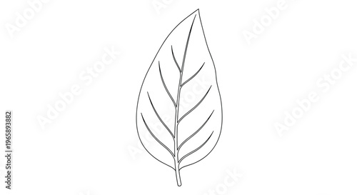 Simple black and white line drawing of a single deciduous leaf with prominent veins and a short stem on a plain background.