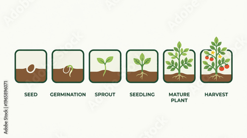 Life cycle of a tomato plant from seed to harvest, illustrating growth stages