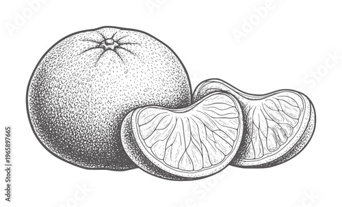 Hand drawn whole tangerine and two segments with texture orange fruit