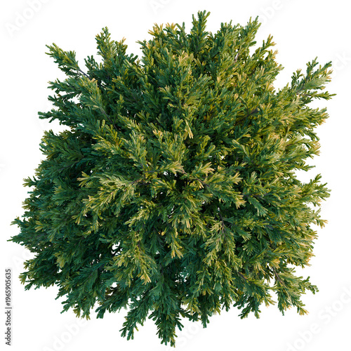 Fotografi Juniperus occidentalis Rheingold tree plan, top view, cutout, transparent backgr