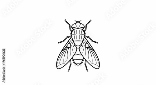 Detailed black and white illustration of a fly against a white background