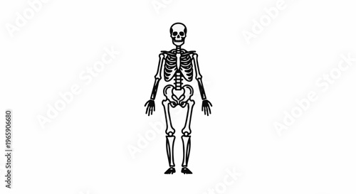 Minimalist, full-body human skeleton illustration, standing upright